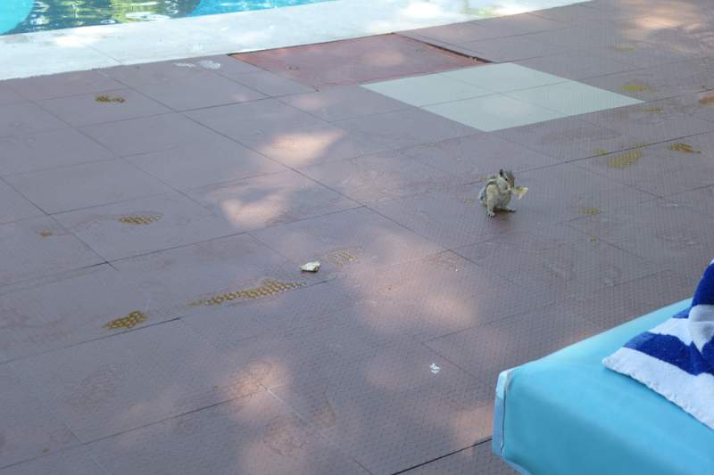 India & Nepal 2011 - 1274